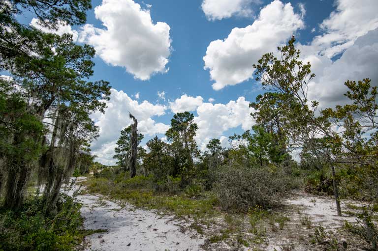 Dirt pathway and clear sky at Hickory Lake Scrub