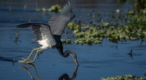 Blue Heron fishing in water at Polk County park