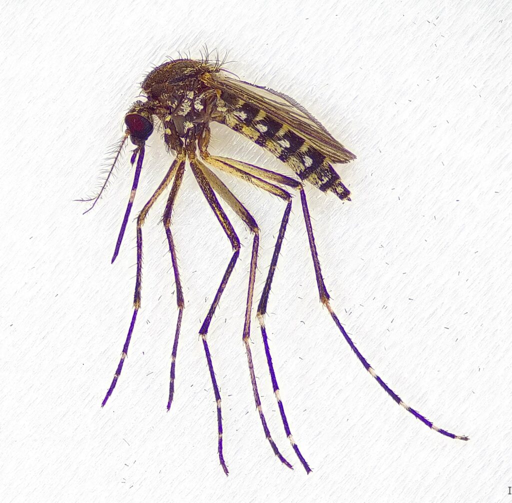 Mosquito under microscope