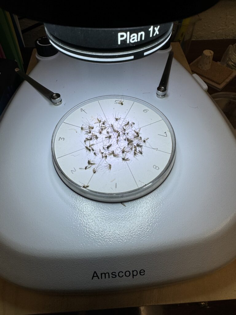 Mosquitos under microscope.