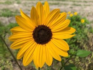beach sunflower native to Florida