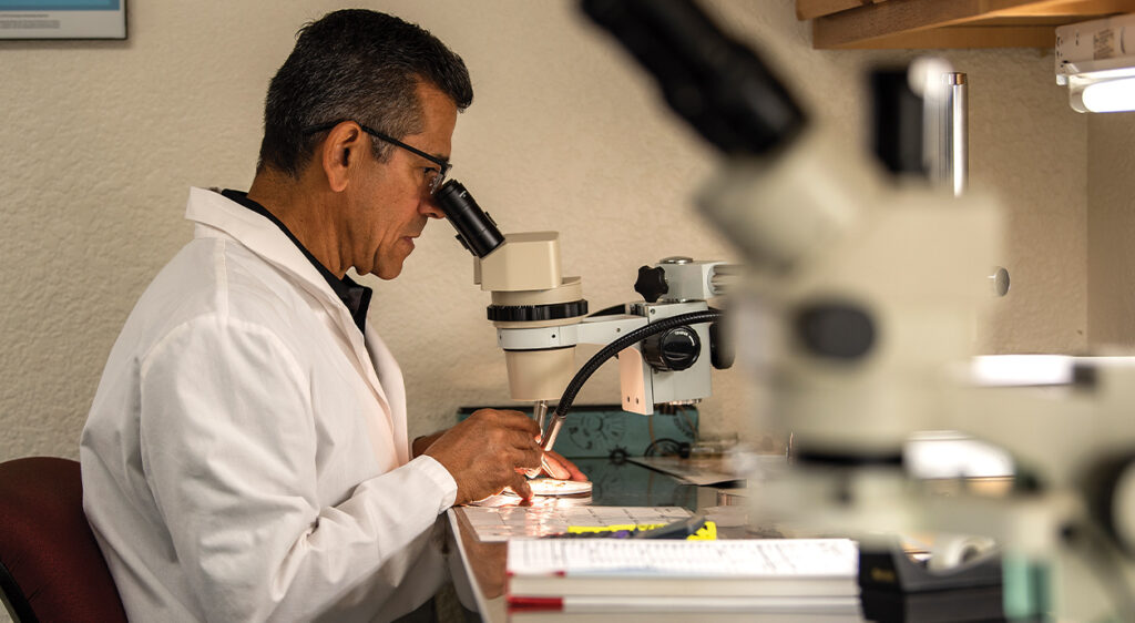 Scientist in a lab coat examining a mosquito specimen under a microscope.