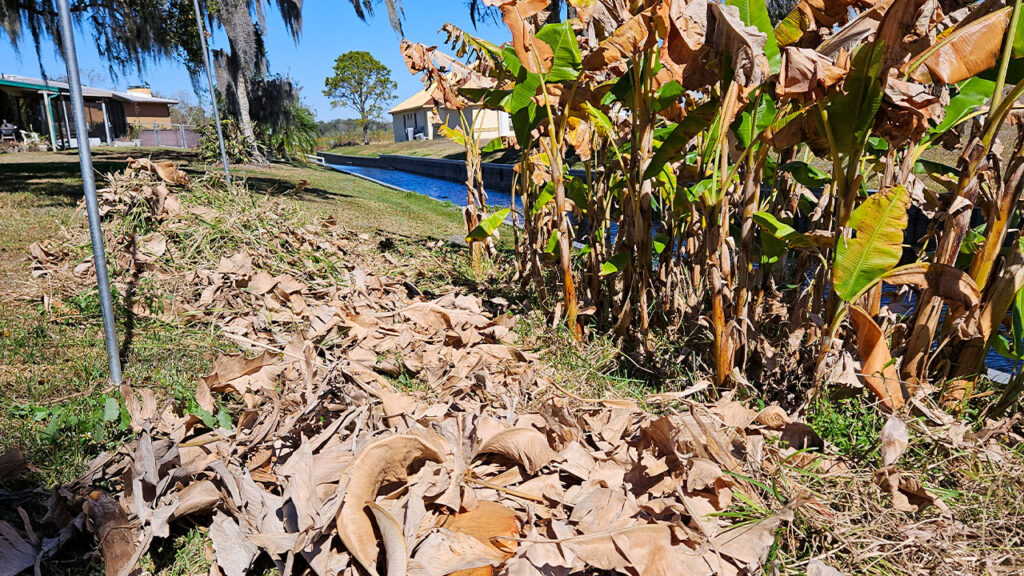 news item: Polk County Solid Waste Division to Accept Recent  Freeze-Related Yard Waste for Flat Fee