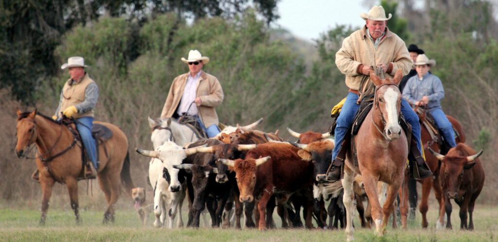 Noticia: Traslado de ganado, reinauguración del campamento de vaqueros y actos festivos en la reserva Circle B Bar el 1 de julio