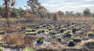 Green vegetation begins to emerge across a charred landscape following a prescribed burn, with trees and burned grasses in the background.