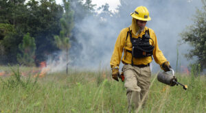 A staff member in yellow protective gear carries a drip torch through a grassy area during a prescribed burn, with smoke and flames visible in the background.