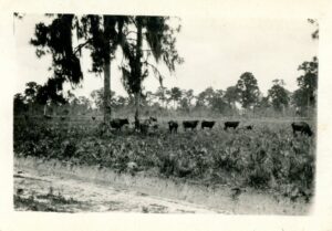 Black-and-white historical photo of cattle grazing in an open field surrounded by pine trees and other vegetation.