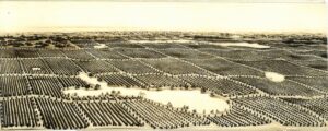 Historical panoramic illustration showing extensive rows of citrus groves spread across a large agricultural landscape.