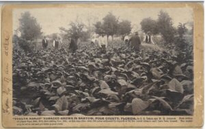 Historical photo of several men standing among rows of tobacco plants in a field in Bartow, Florida.