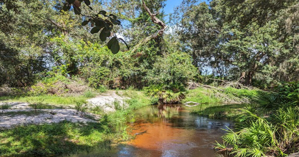 Noticia: El condado de Polk y el Estado de Florida colaboran para preservar casi 375 acres de terrenos agrícolas